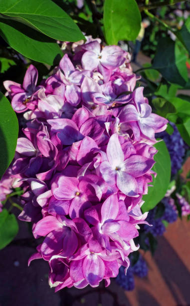 Close up view of vibrant pink lilac flowers in spring in botanical garden Vibrant pink lilac flowers in spring in botanical garden close up park leaf flower head saturated color stock pictures, royalty-free photos & images