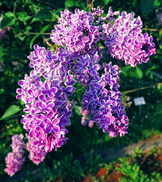 Close up view of vibrant pink lilac flowers in spring in botanical garden Vibrant pink lilac flowers in spring in botanical garden close up park leaf flower head saturated color stock pictures, royalty-free photos & images