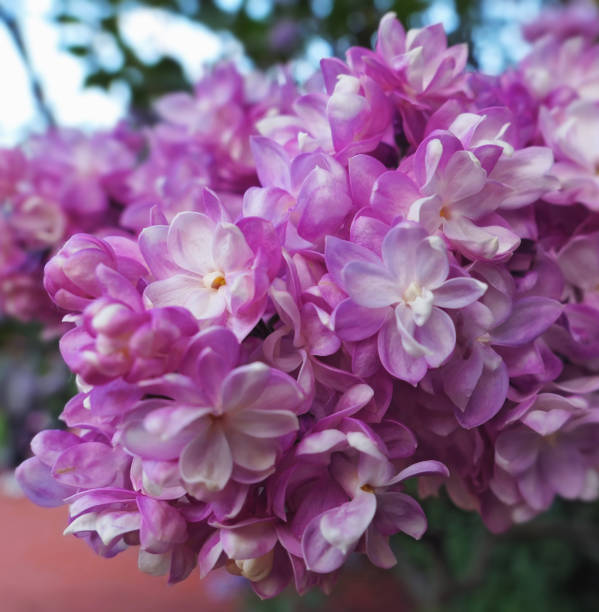 Close up view of vibrant pink lilac flowers in spring in botanical garden Vibrant pink lilac flowers in spring in botanical garden close up park leaf flower head saturated color stock pictures, royalty-free photos & images