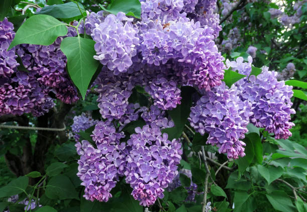 Close up view of vibrant pink lilac flowers in spring in botanical garden Vibrant pink lilac flowers in spring in botanical garden close up park leaf flower head saturated color stock pictures, royalty-free photos & images