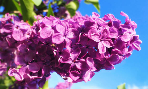 Close up view of vibrant pink lilac flowers in spring in botanical garden Vibrant pink lilac flowers in spring in botanical garden close up park leaf flower head saturated color stock pictures, royalty-free photos & images