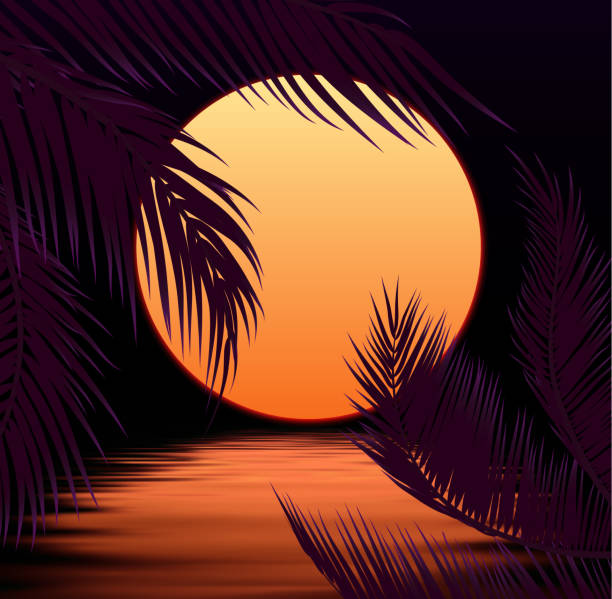 Sunset with Palm Trees, Sun and Palm Leaf Sunset with palm trees, sun and palm leaf background. Vector illustration. sunset beach hawaii illustrations stock illustrations
