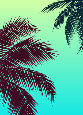 Sky with palm trees, green sky and palm leaf background. Vector illustration.