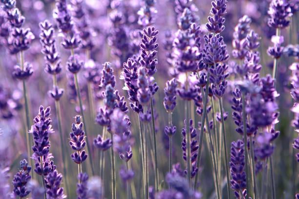 istock Lavender flower field at sunset rays 1325118664