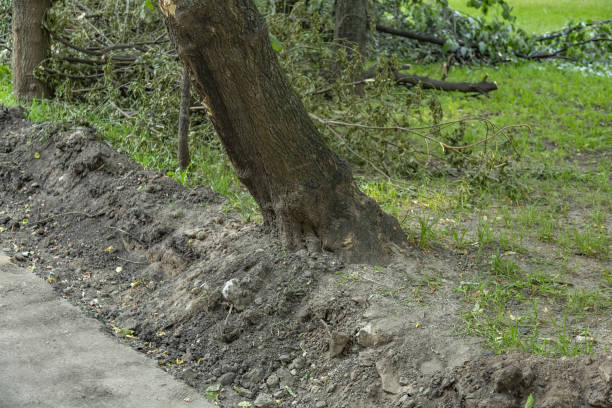 istock Part of a perennial deciduous tree that will soon fall 1325119487
