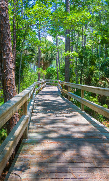istock Florida Swampland Boardwalk 1325122222