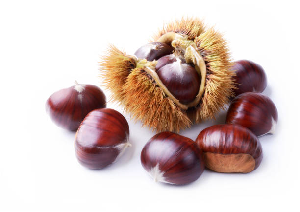 istock Scattered chestnuts and inside the thorny shell isolated on white background. 1325122228