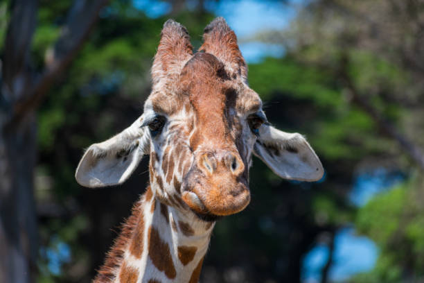 istock Giraffe head portrait. Sand and disappointed giraffe is looking directly at the camera with ears lowered down 1325122845