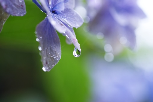 purple flower petals with raindrops - macro