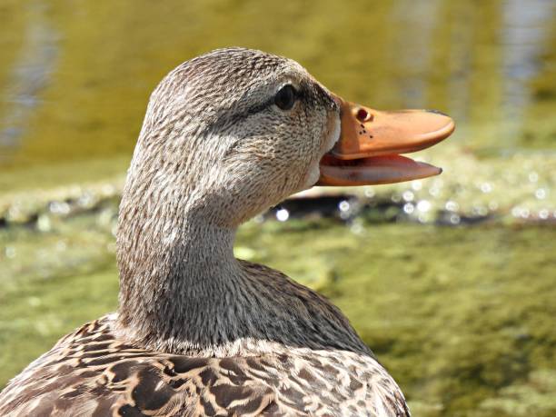 mottled duck (anas fulvigula) - portrait - gevlekte eend stockfoto's en -beelden