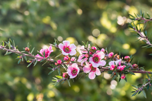 różowe nowozelandzkie kwiaty drzewa herbacianego w rozkwicie z rozmytym tłem i kopią przestrzeni - manuka zdjęcia i obrazy z banku zdjęć