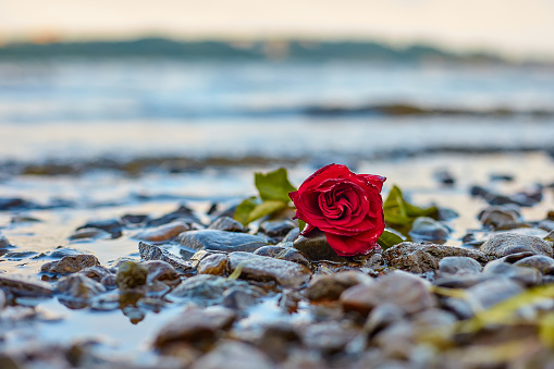 a rosebud lying on a wet beach pebble