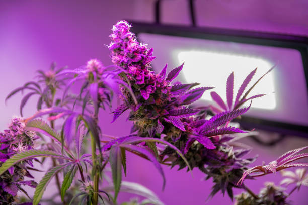 istock Flowering marijuana plants, grown indoors. 1325130720