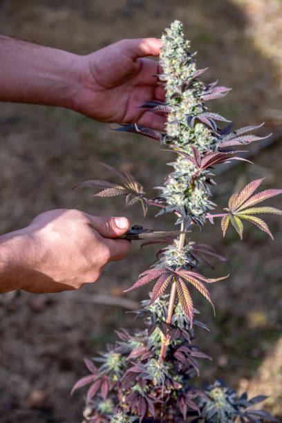 mann hände schneiden große und bunte marihuana knospe isoliert mit einem verschwommenen hintergrund einer bubble kaugummi sativa pflanze. vertikale senkrechtes foto. - flower purple macro bud stock-fotos und bilder