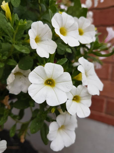 istock Flower of the spring season 1325131340