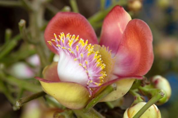 istock Cannonball Tree flower with blurred background 1325133085