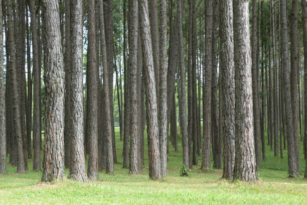 istock Pine forest plantation in the upper Thailand area. 1325133137