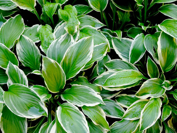 istock abstract decorative floral background of hosta leaves 1325137645