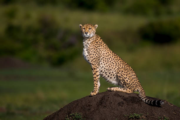 istock Cheetah scanning the Masai Mara from a termite mount 1325137649