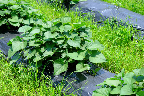 istock Sweet potato seedlings growing in the field 1325139028