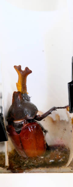 istock Beetle that emerged in the artificial pupal chamber 1325139094