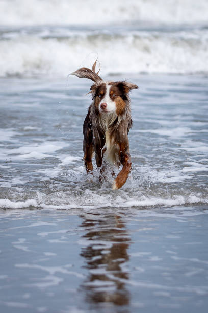 istock Australian shepherd dog standing in the sea 1325142898