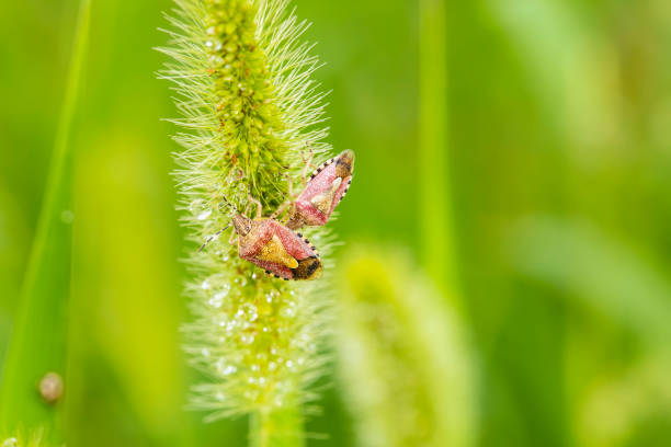 A  Dolycoris baccarum Linnaeus,  sloe bug