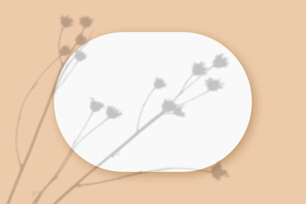 istock Mockup with plant shadows superimposed on an oval sheet of textured white paper on a beige table background. Horizontal orientation 1325143734