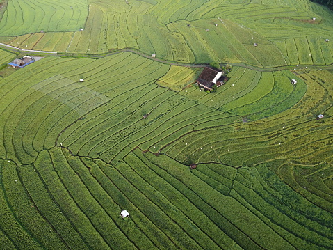 aerial panorama of agrarian rice fields landscape in the village of Semarang