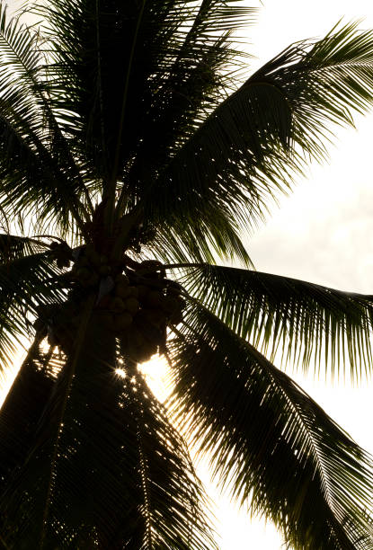 istock silhouette of palm tree and its fruit 1325144534