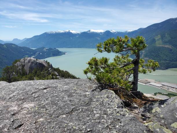 Closeup of a pine tree grown out of rock with mountain and ocean in the background Closeup of a pine tree grown out of rock with mountain and ocean in the background tenmile range stock pictures, royalty-free photos & images