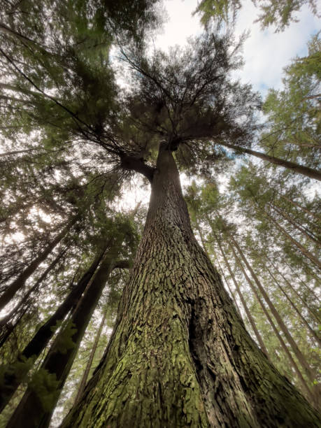 istock Old growth trees of Vancouver 1325148735