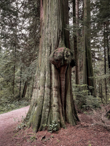 istock Old growth trees of Vancouver 1325148752