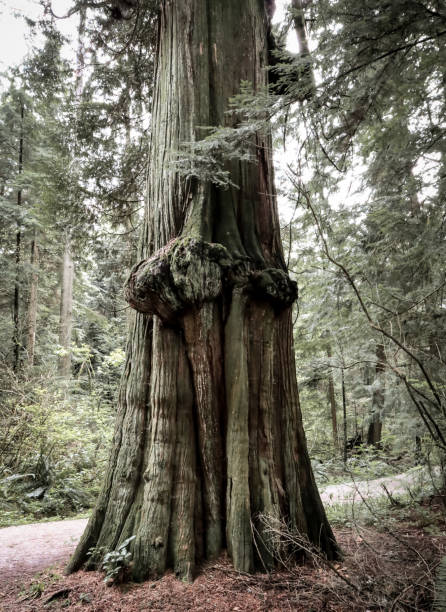 istock Old growth trees of Vancouver 1325148779