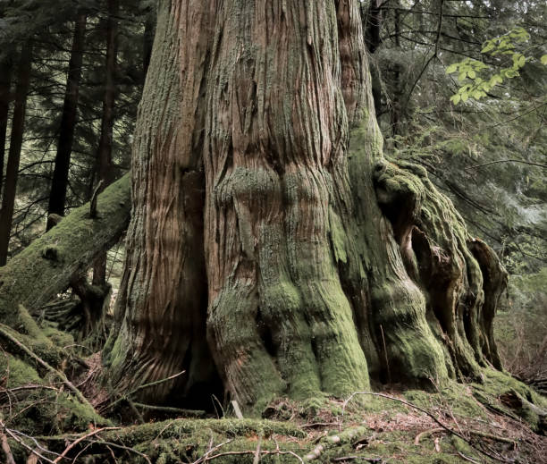 istock Old growth trees of Vancouver 1325148781