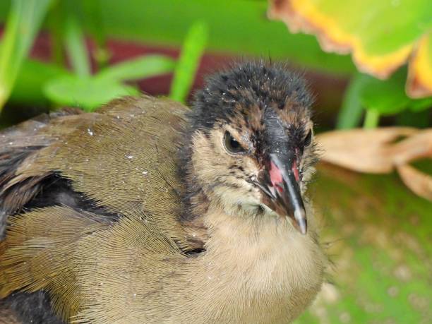 istock Purple Gallinule (Porphyrio martinica) juvenile - portrait 1325149739