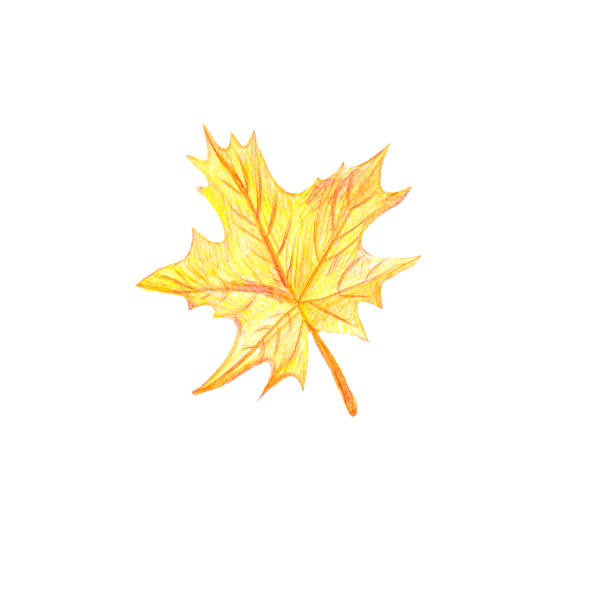 istock Hand drawn illustration yellow Maple leaf. Watercolor pencils. Autumn concept. 1325149897