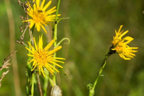 Tragopogon pratensis,  meadow salsify summer yellow flower closeup selective focus