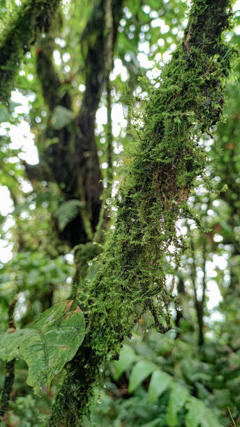 istock Green Forest Selective focus to a tree full of leafs 1325151455