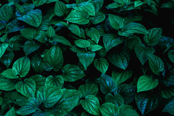 istock Full Frame of Green Leaves Texture Background. tropical leaf 1325152409
