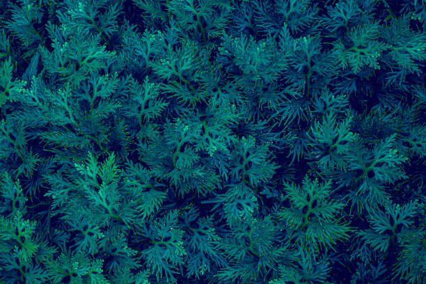 istock Full Frame of Green Leaves Texture Background. tropical leaf 1325152932