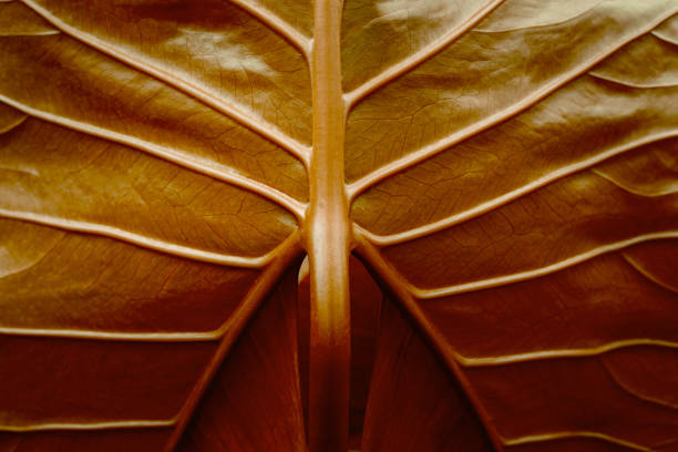 istock abstract nature view of red leaves background 1325152939
