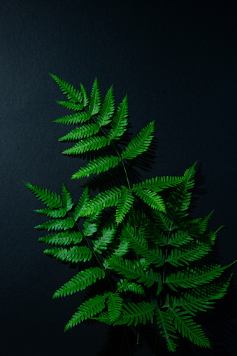 Green Leaves - Winter Fern leaves in dark blue background, Light and shade indoor photography