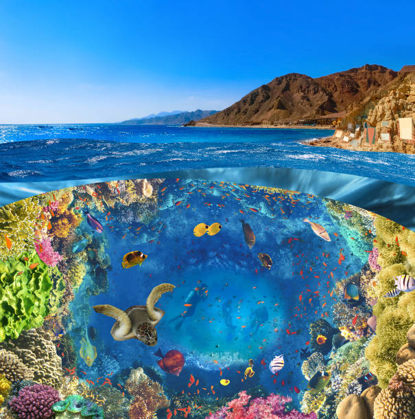 istock Scuba Diver over underwater canyon 1325153821