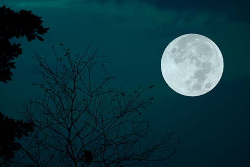 Dramatic night sky with full moon and trees silhouette