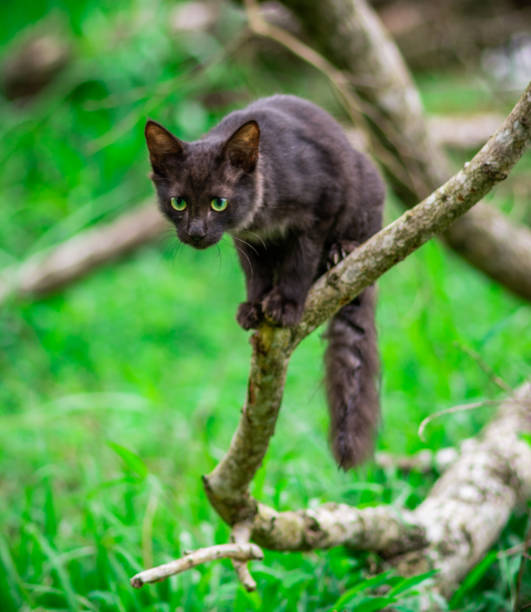 istock Cat sitting on the edge of the branch in a fallen tree, 1325157467