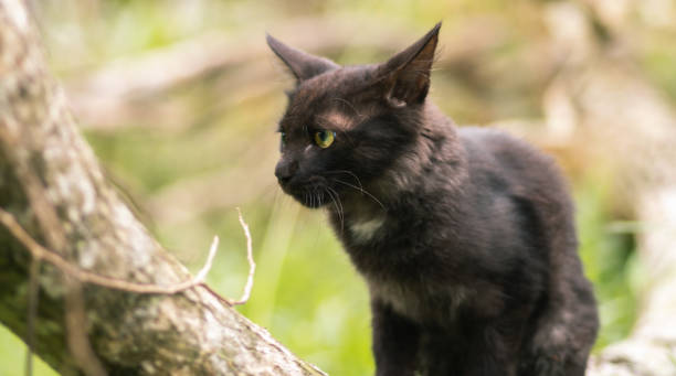 istock Cat in its natural habitat, sitting on a tree branch, 1325157472