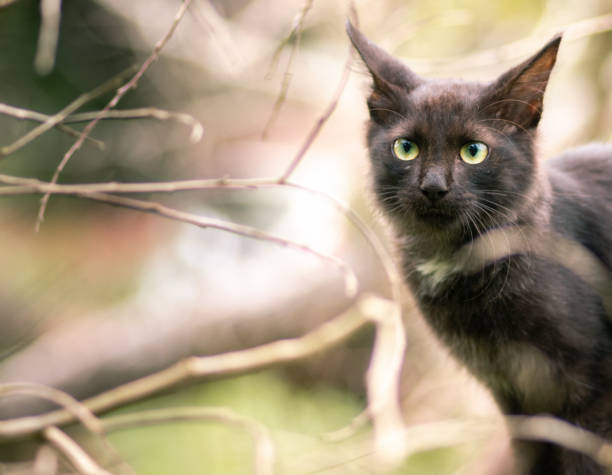 istock Cat in its natural habitat, sitting on a tree branch, looking through leafless branches close up photograph, 1325157473