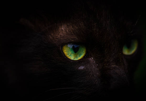 Scary black cats eyes starring macro close up