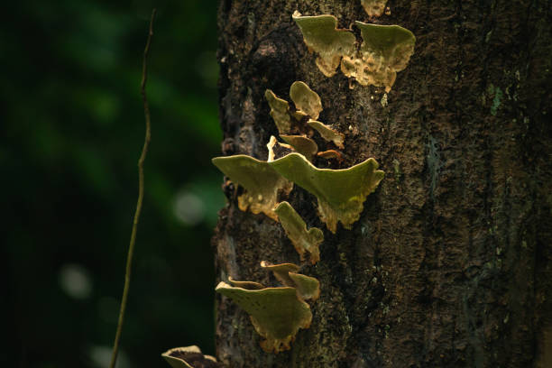 istock Inedible fungus grows on a decayed old tree trunk. 1325157511